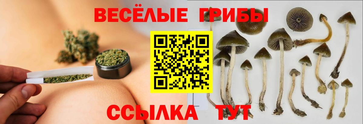 Псилоцибиновые грибы мухоморы  цена   Псилоцибиновые грибы Psilocybe  Гатчина 